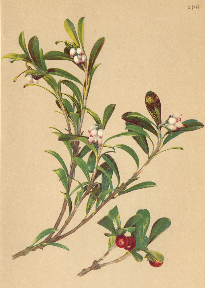 ALPENFLORA ALPINE FLOWERS. Arctostaphylos Uva Ursi (L. ) Spreng-Bärentraube 1897